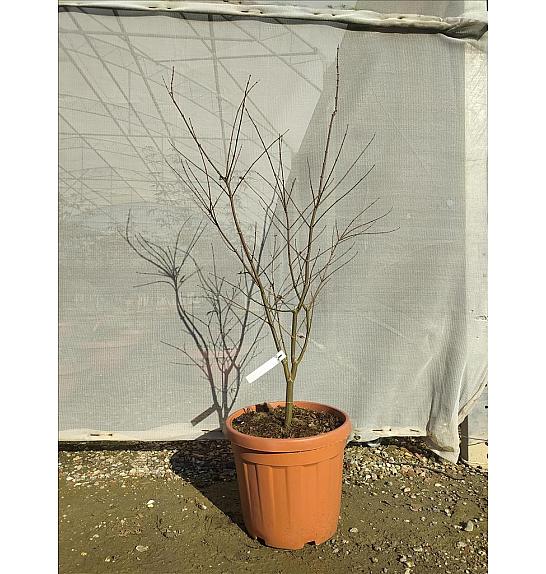 Acer palmatum Starfish C30 Lit. 125-150 cm (ZEL)
