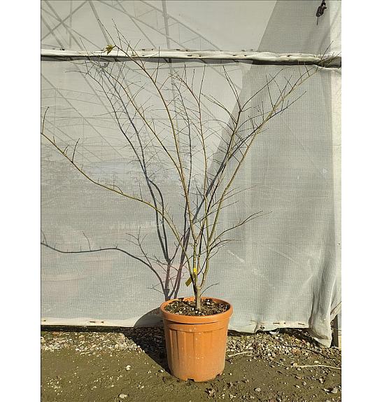 Acer palmatum Summergold  C30 Lit. 125-150 cm (ZEL)