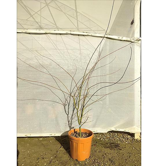 Acer palmatum Ukigumo C25 Lit. 80-100 cm (ZEL)