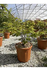 Acer Shirasawanum Autumn Moon C25 Lit. 80-100 cm (ZEL)