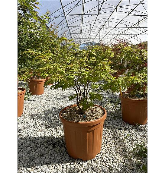 Acer Shirasawanum Autumn Moon C25 Lit. 80-100 cm (ZEL)
