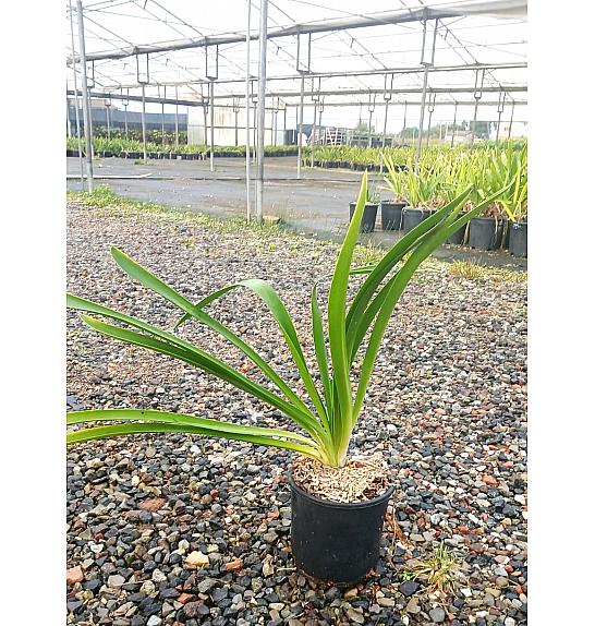 Agapanthus Umb.  Albus C3 Lit. 30-40 cm (ZEL)