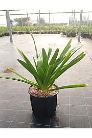 Agapanthus Umb.  Albus C9 Lit. 30-40 cm (ZEL)
