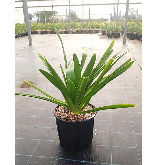 Agapanthus Umb.  Albus C9 Lit. 30-40 cm (ZEL)