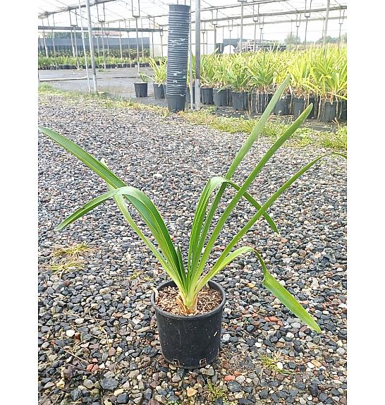 Agapanthus Umb. Blue C3 Lit. 30-40 cm (ZEL)