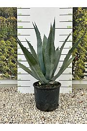 Agave Americana C18 Lit. 60-80 cm (ZEL)