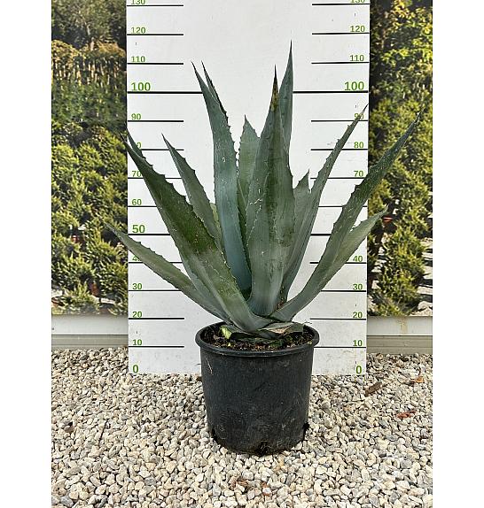 Agave Americana C18 Lit. 60-80 cm (ZEL)