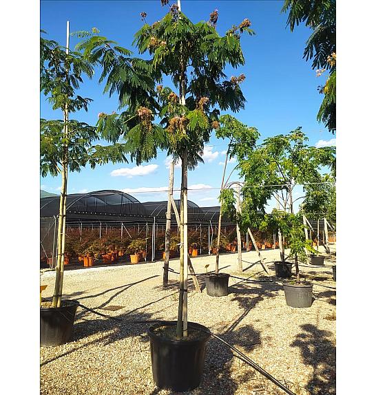 Albizia Julibrissin  C130 Lit. Na Steblu 200 cm; 16/18 cm (ZEL)