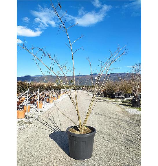 Albizia Julibrissin  C90 Lit. 200-250 cm; Večstebelni (ZEL)