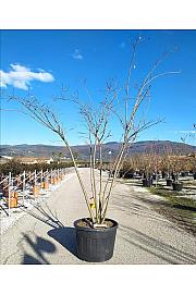 Albizia Julibrissin Ombrella C150 Lit. 300-350 cm; Večstebelni (ZEL)