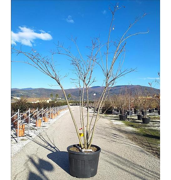 Albizia Julibrissin Ombrella C150 Lit. 300-350 cm; Večstebelni (ZEL)