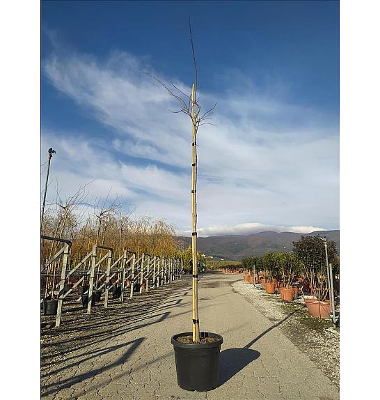 Albizia Julibrissin Ombrella C50 Lit. Na Steblu 200 cm; 10/12 cm (ZEL)