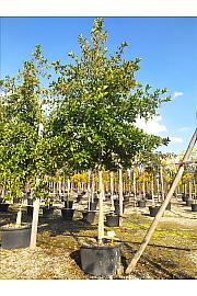 Alnus Glutinosa C230 Lit. Na Steblu 200 cm; 20/25 cm (ZEL)