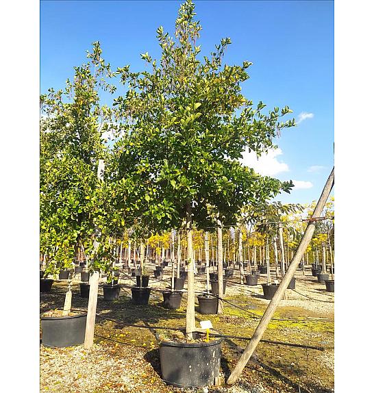 Alnus Glutinosa C230 Lit. Na Steblu 200 cm; 20/25 cm (ZEL)