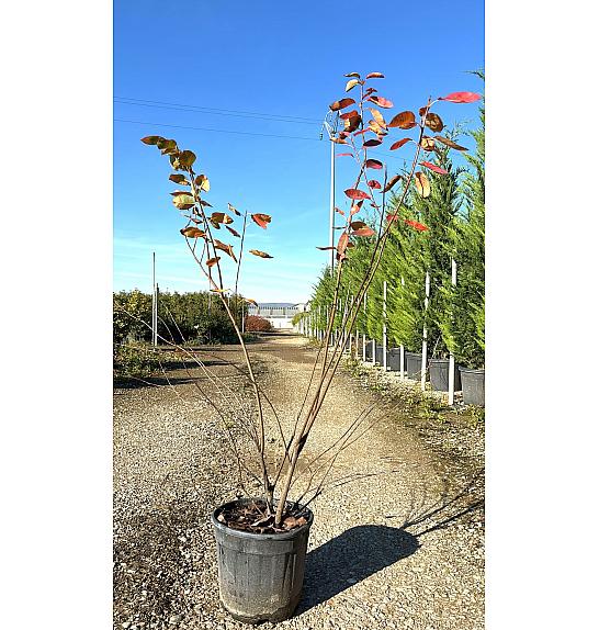 Amelanchier Lamarckii C10 Lit. 80-100 cm (ZEL)