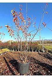 Amelanchier Lamarckii C70 Lit. 200-250 cm (ZEL)