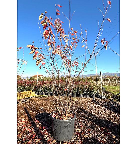 Amelanchier Lamarckii C70 Lit. 200-250 cm (ZEL)
