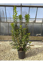 Arbutus Unedo C10 Lit. 80-100 cm (ZEL)
