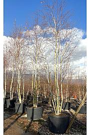 Betula Alba C375 Lit. 600-700 cm; Večstebelni (ZEL)
