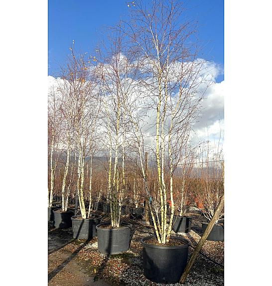 Betula Alba C375 Lit. 600-700 cm; Večstebelni (ZEL)