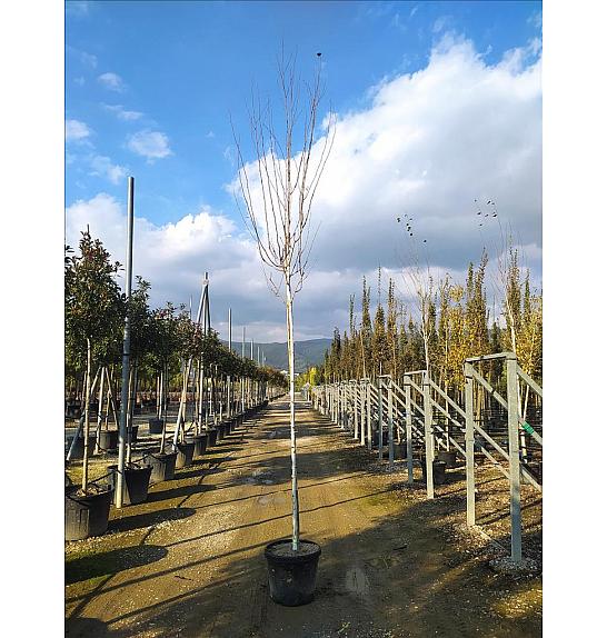 Betula Utilis Jaquemontii C50 Lit. Na Steblu 200 cm; 10/12 cm (ZEL)
