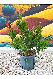 Callistemon Citrinus Red Rocket C10 Lit. 40-60 cm (ZEL)
