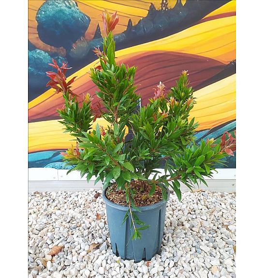 Callistemon Citrinus Red Rocket C10 Lit. 40-60 cm (ZEL)