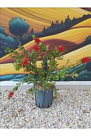 Callistemon Laevis C9 Lit. 40-60 cm (ZEL)