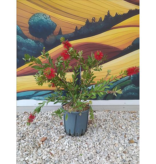 Callistemon Laevis C9 Lit. 40-60 cm (ZEL)