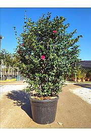 Camellia Sasanqua Kanjiro (Rosa Intenso) C110 Lit. 175-200 cm (ZEL)