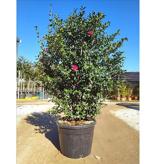 Camellia Sasanqua Kanjiro (Rosa Intenso) C110 Lit. 175-200 cm (ZEL)