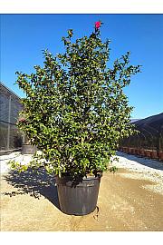 Camellia Sasanqua Kanjiro (Rosa Intenso) C110 Lit. 200-250 cm (ZEL)