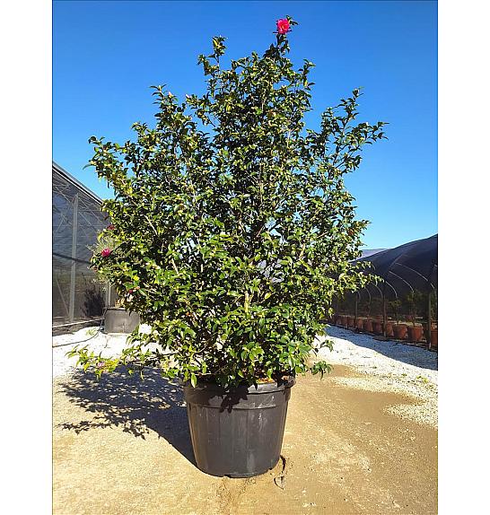 Camellia Sasanqua Kanjiro (Rosa Intenso) C110 Lit. 200-250 cm (ZEL)