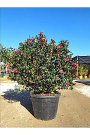 Camellia Sasanqua Yuletide (Rosso) C110 Lit. 150-175 cm (ZEL)