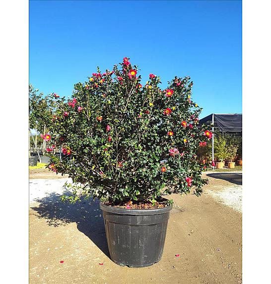 Camellia Sasanqua Yuletide (Rosso) C110 Lit. 150-175 cm (ZEL)