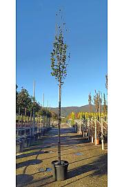 Carpinus Bet. Pyram. Lucas C50 Lit. Na Steblu 200 cm; 12/14 cm (ZEL)