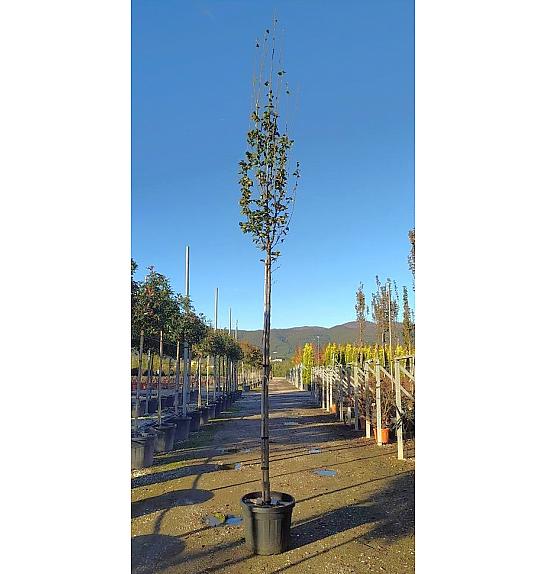Carpinus Bet. Pyram. Lucas C50 Lit. Na Steblu 200 cm; 12/14 cm (ZEL)