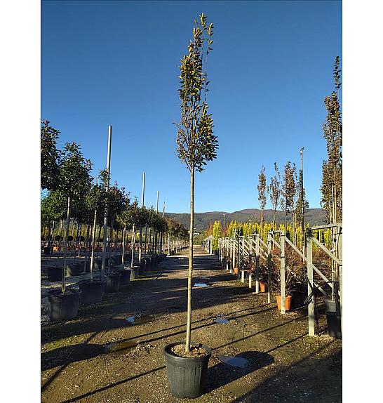 Carpinus Bet. Pyramidalis C40 Lit. Na Steblu 200 cm; 12/14 cm (ZEL)