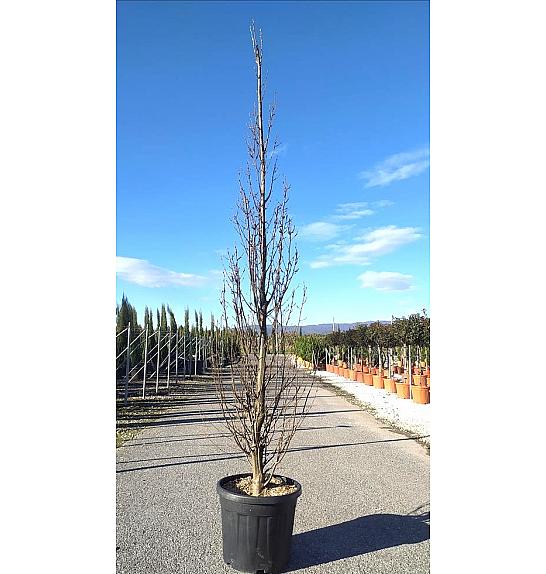 Carpinus Bet. Pyramidalis C45 Lit. 250-300 cm (ZEL)