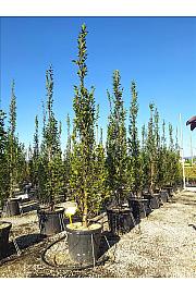 Carpinus Bet. Pyramidalis C55 Lit. 250-300 cm (ZEL)