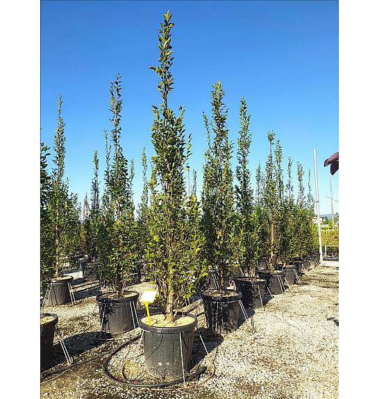 Carpinus Bet. Pyramidalis C55 Lit. 250-300 cm (ZEL)