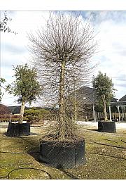 Carpinus Betulus C500 Lit. 350-400 cm; Krošnja 175/200 cm; Cilinder (ZEL)