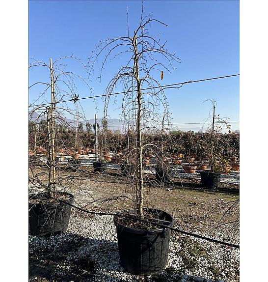 Carpinus Betulus Pendula C130 Lit. 200-250 cm (ZEL)