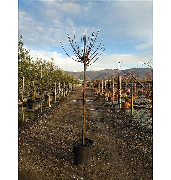 Catalpa Bign. Nana C15 Lit. Na Steblu 100 cm; 8/10 cm (ZEL)