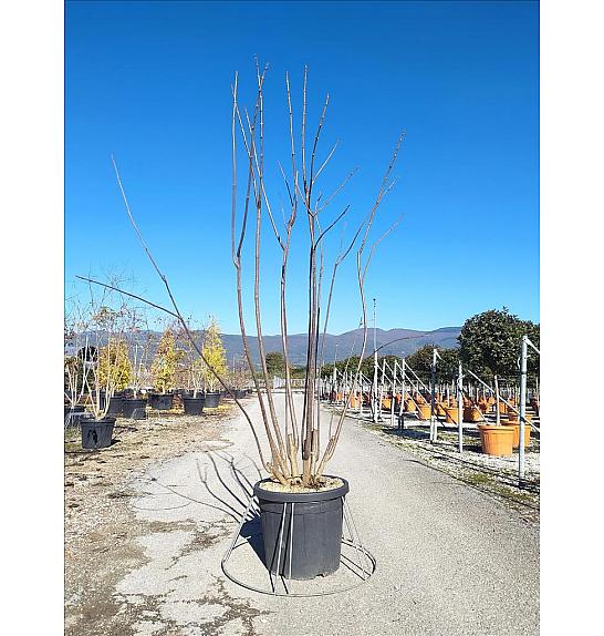 Catalpa Bignonioides C45 Lit. 200-250 cm; Večstebelni (ZEL)