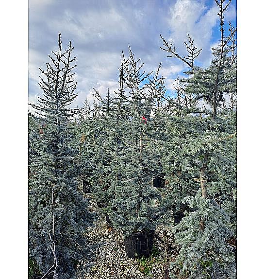 Cedrus Atl. Glauca  C50 Lit. 175-200 cm (ZEL)