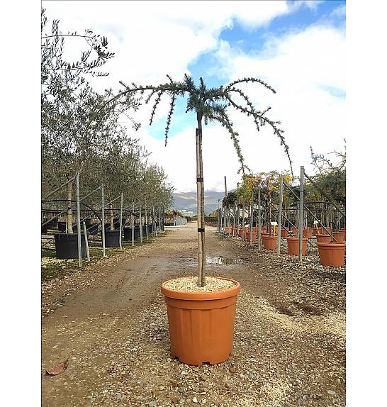 Cedrus Atl. Glauca Pendula C30 Lit. Na Steblu 100 cm; 6/8 cm (ZEL)