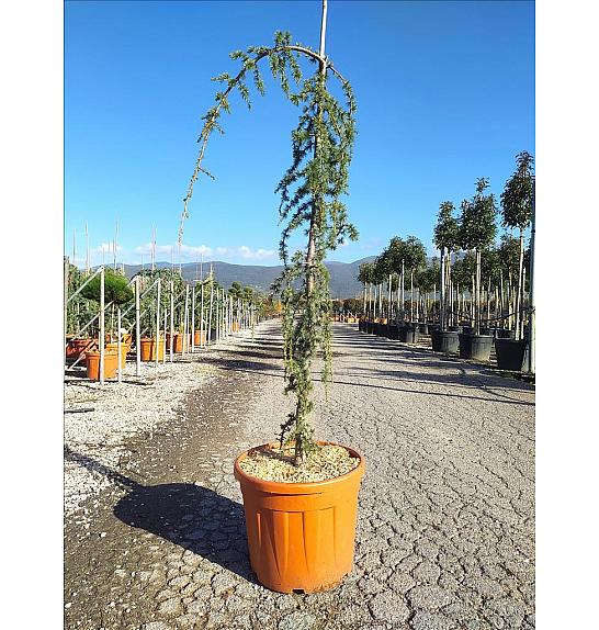Cedrus Atl. Glauca Pendula C45 Lit. 175-200 cm (ZEL)