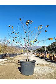 Cercis Canad. Red Force  C130 Lit. 200-250 cm (ZEL)