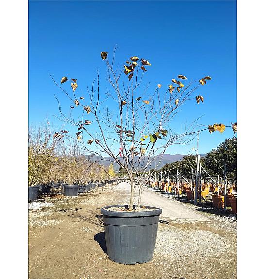 Cercis Canad. Red Force  C130 Lit. 200-250 cm (ZEL)